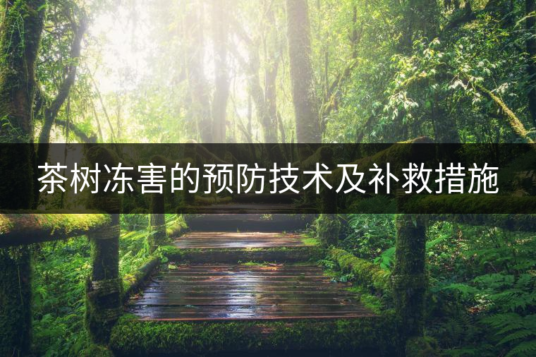 茶樹凍害的預(yù)防技術(shù)及補救措施 茶樹凍害的預(yù)防技術(shù)及補救措施