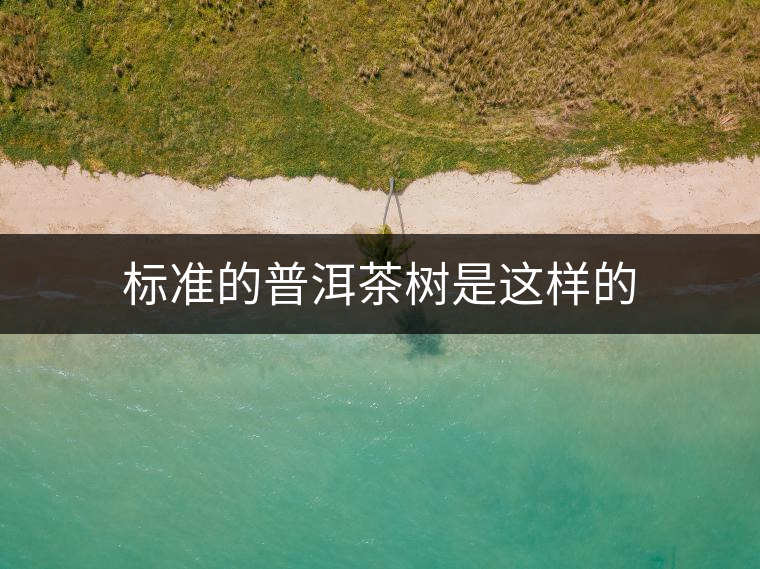 標(biāo)準(zhǔn)的普洱茶樹(shù)是這樣的