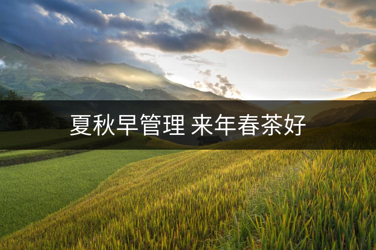 夏秋早管理 來年春茶好 夏秋早管理 來年春茶好