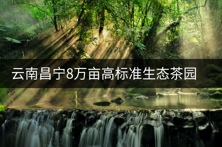云南昌寧8萬畝高標(biāo)準(zhǔn)生態(tài)茶園綠色防控見成效 云南昌寧8萬畝高標(biāo)準(zhǔn)生態(tài)茶園綠色防控見成效