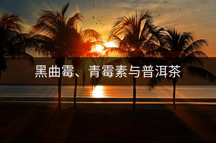 黑曲霉、青霉素與普洱茶