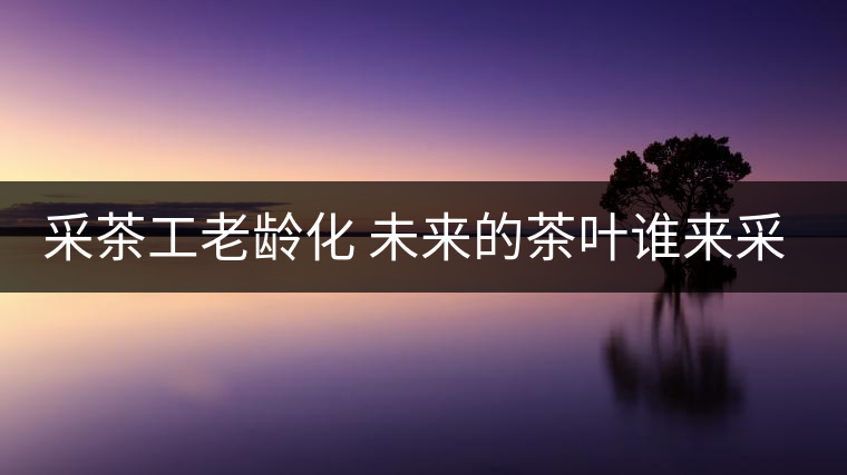 采茶工老齡化 未來的茶葉誰來采？