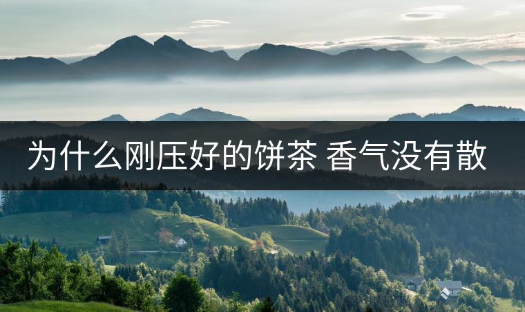 為什么剛壓好的餅茶 香氣沒有散茶好？