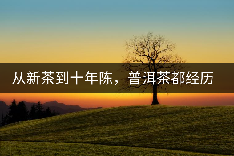 從新茶到十年陳，普洱茶都經(jīng)歷了什么？