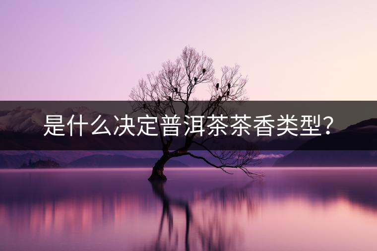 是什么決定普洱茶茶香類型? 是什么決定普洱茶茶香類型?