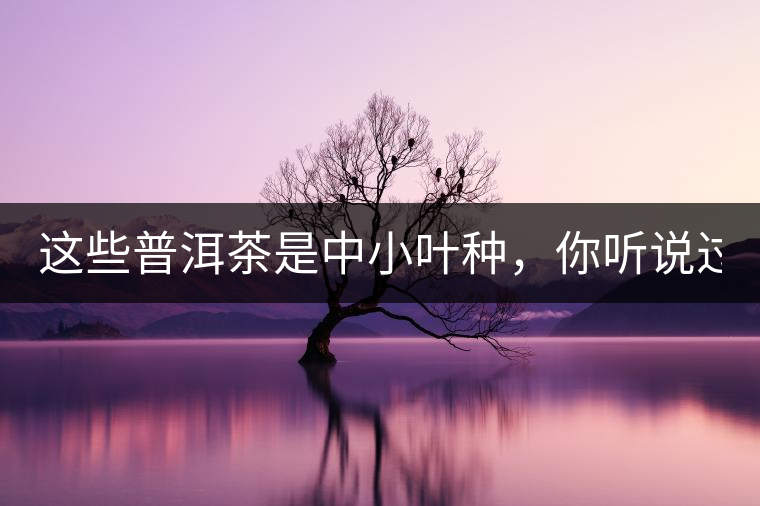 這些普洱茶是中小葉種，你聽(tīng)說(shuō)過(guò)嗎？