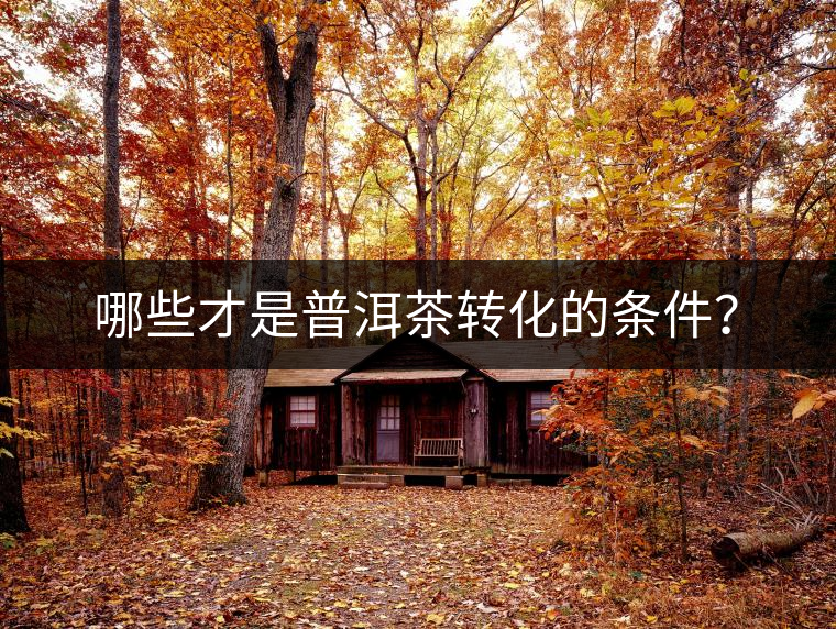 哪些才是普洱茶轉(zhuǎn)化的條件？