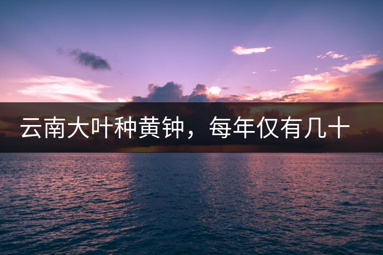 云南大葉種黃鐘,每年僅有幾十公斤的產(chǎn)量,堪稱茶界的“大熊貓” 云南大葉種黃鐘,每年僅有幾十公斤的產(chǎn)量,堪稱茶界的“大熊貓”