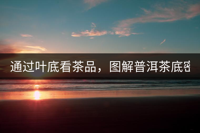 通過葉底看茶品，圖解普洱茶底密碼！