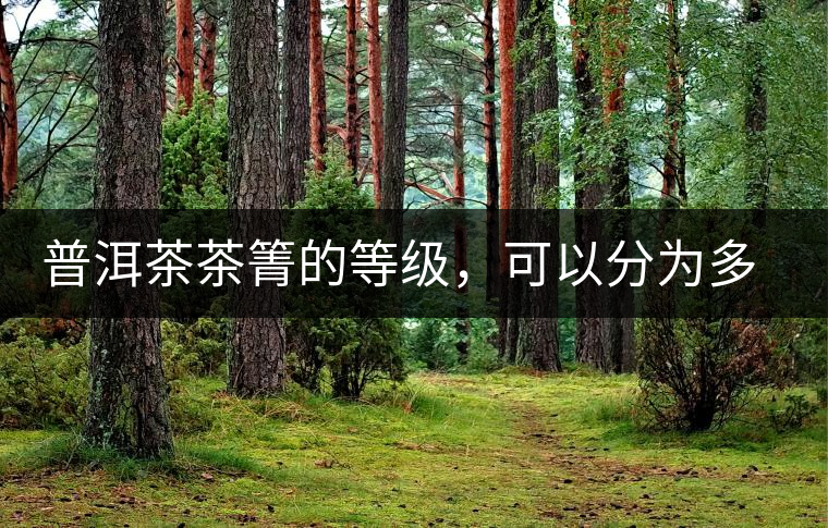 普洱茶茶箐的等級(jí)，可以分為多少級(jí)？