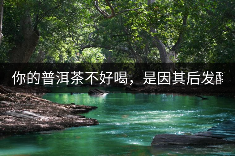 你的普洱茶不好喝，是因其后發(fā)酵能力不夠！
