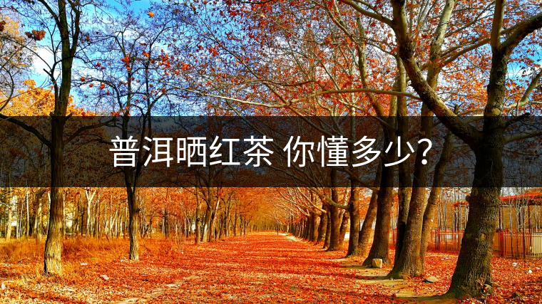 普洱曬紅茶 你懂多少？