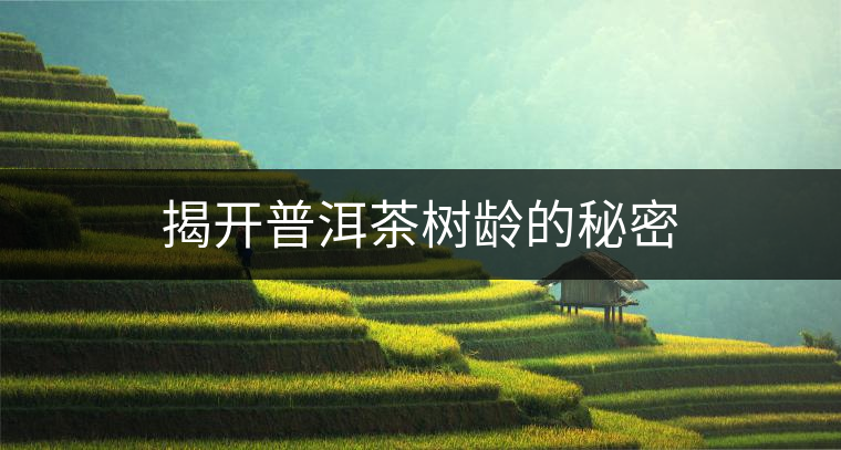 揭開(kāi)普洱茶樹(shù)齡的秘密 揭開(kāi)普洱茶樹(shù)齡的秘密