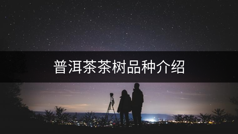 普洱茶茶樹(shù)品種介紹 普洱茶茶樹(shù)品種介紹