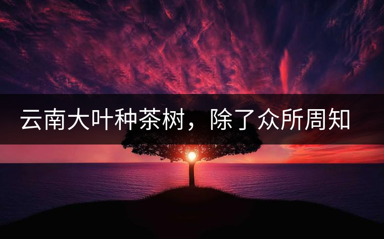 云南大葉種茶樹，除了眾所周知的“勐庫種”“勐海種”以外，還有那些品質(zhì)獨特的品種呢