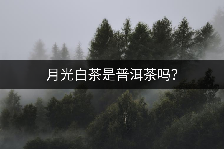 月光白茶是普洱茶嗎? 月光白茶是普洱茶嗎?