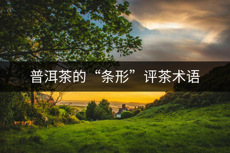 普洱茶的“條形”評(píng)茶術(shù)語 普洱茶的“條形”評(píng)茶術(shù)語
