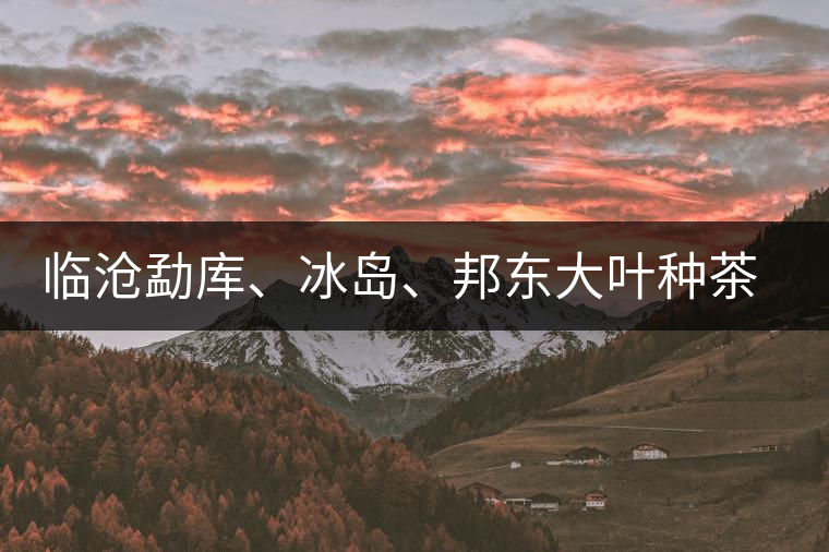 臨滄勐庫、冰島、邦東大葉種茶的解析