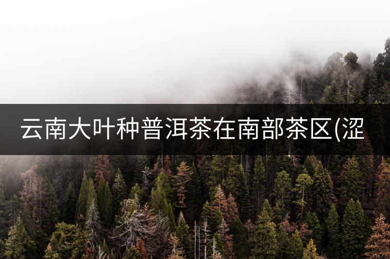 云南大葉種普洱茶在南部茶區(qū)(澀) 云南大葉種普洱茶在南部茶區(qū)(澀)