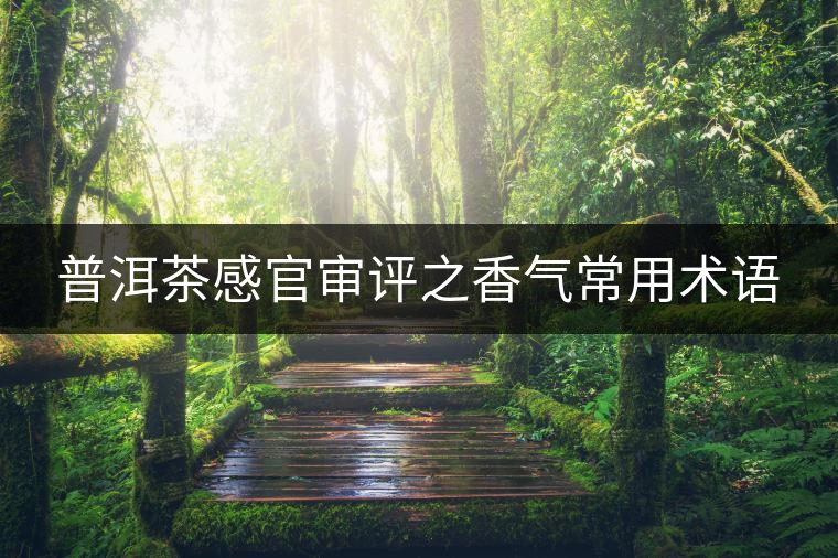 普洱茶感官審評(píng)之香氣常用術(shù)語(yǔ) 普洱茶感官審評(píng)之香氣常用術(shù)語(yǔ)