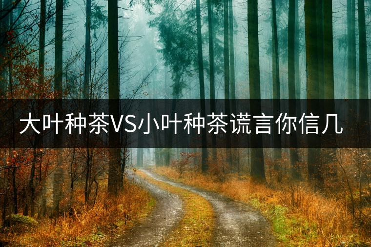 大葉種茶VS小葉種茶謊言你信幾個？