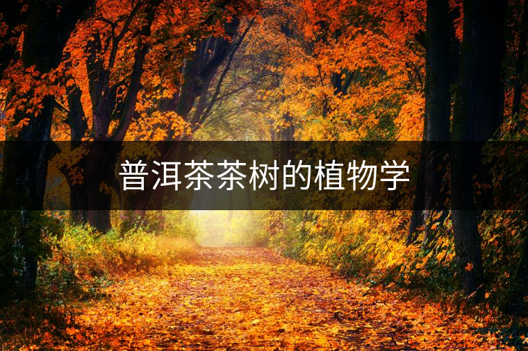 普洱茶茶樹的植物學