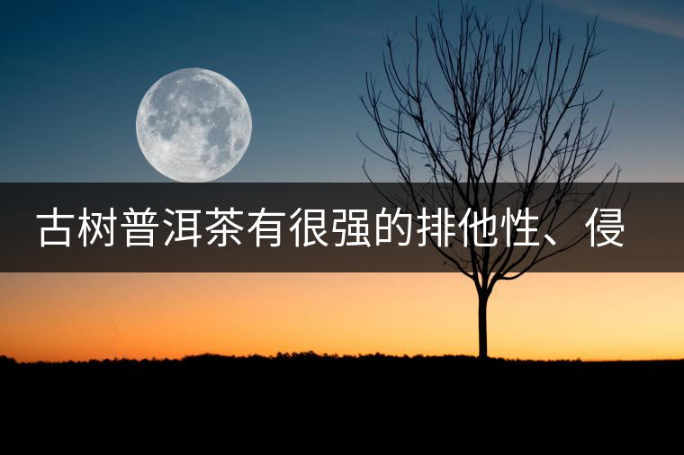 古樹(shù)普洱茶有很強(qiáng)的排他性、侵略性、吸納性