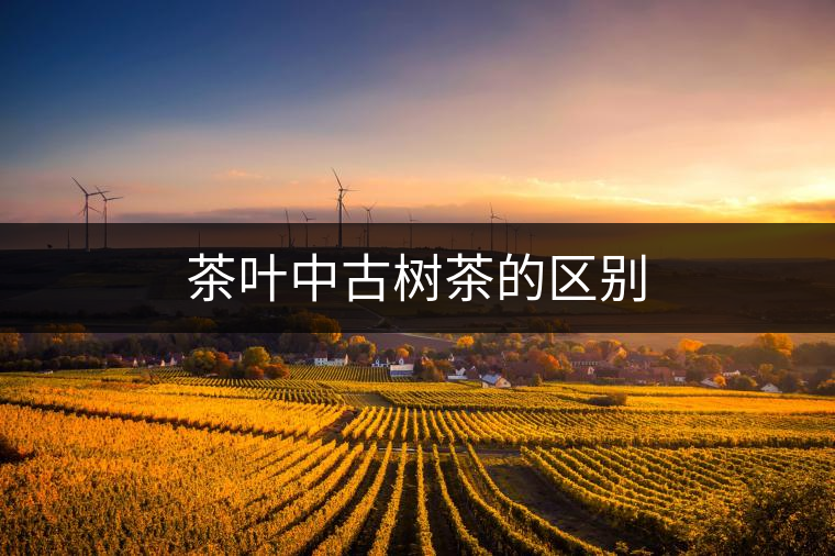 茶葉中古樹茶的區(qū)別