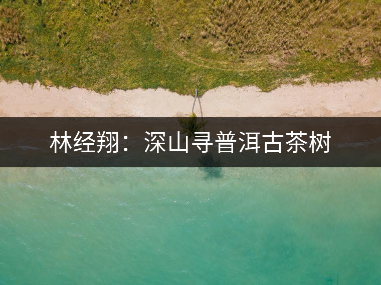 林經翔：深山尋普洱古茶樹