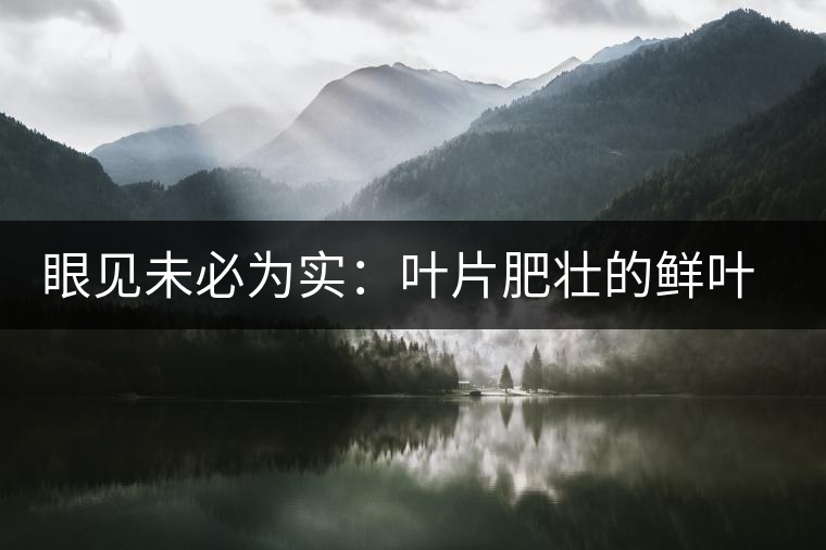 眼見(jiàn)未必為實(shí)：葉片肥壯的鮮葉品質(zhì)一定格外優(yōu)異？