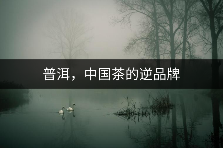 普洱，中國茶的逆品牌