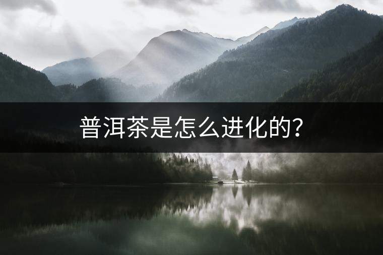 普洱茶是怎么進(jìn)化的？