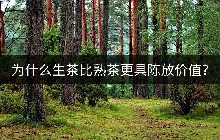 為什么生茶比熟茶更具陳放價(jià)值？