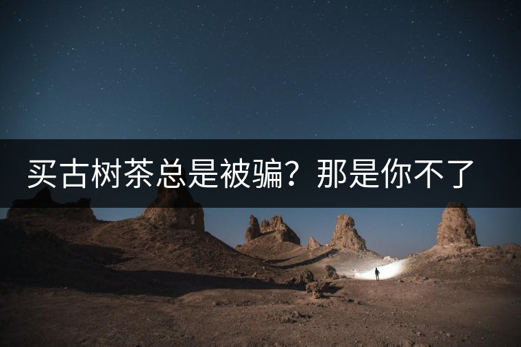 買古樹茶總是被騙？那是你不了解古樹茶的十大真相