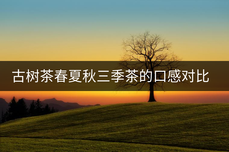 古樹茶春夏秋三季茶的口感對(duì)比，尤其是回甘方面有什么不同？