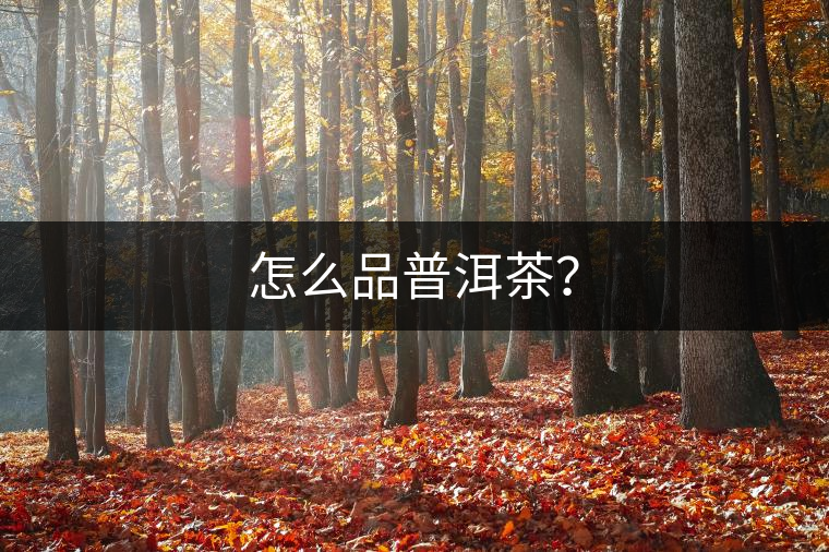 怎么品普洱茶？