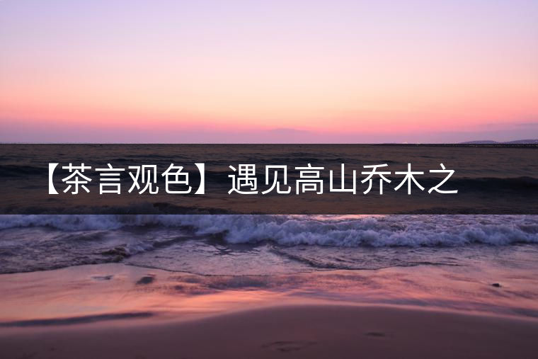 【茶言觀色】遇見高山喬木之美 【茶言觀色】遇見高山喬木之美