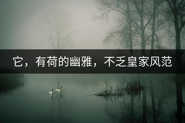 它，有荷的幽雅，不乏皇家風范