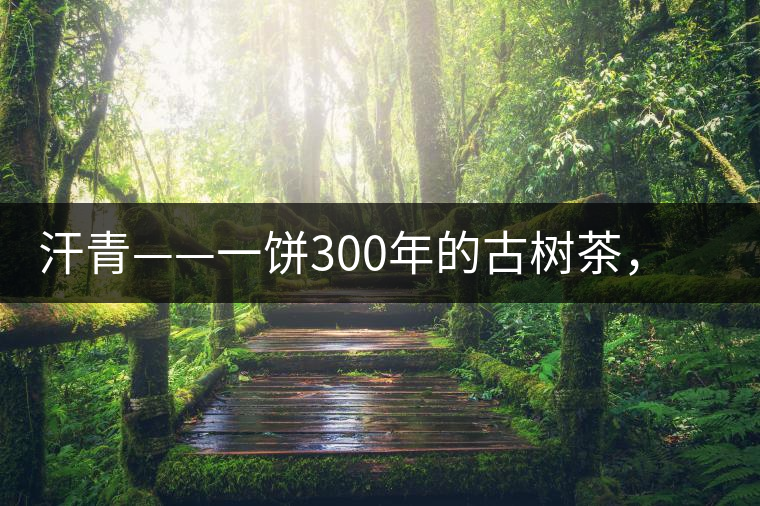 汗青——一餅300年的古樹茶，教您如何品鑒它的真諦