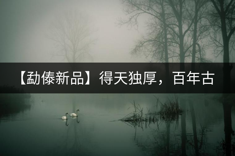 【勐傣新品】得天獨(dú)厚，百年古樹(shù)——磨烈古樹(shù)