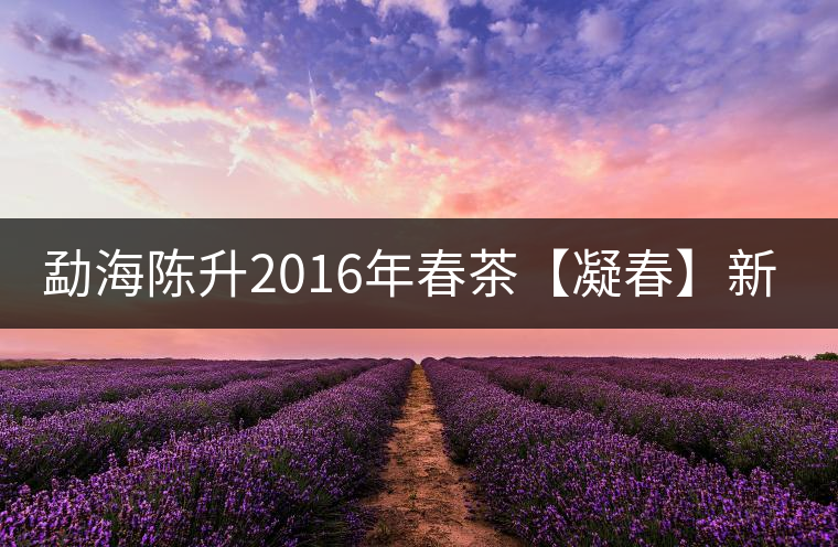 勐海陳升2016年春茶【凝春】新品上市