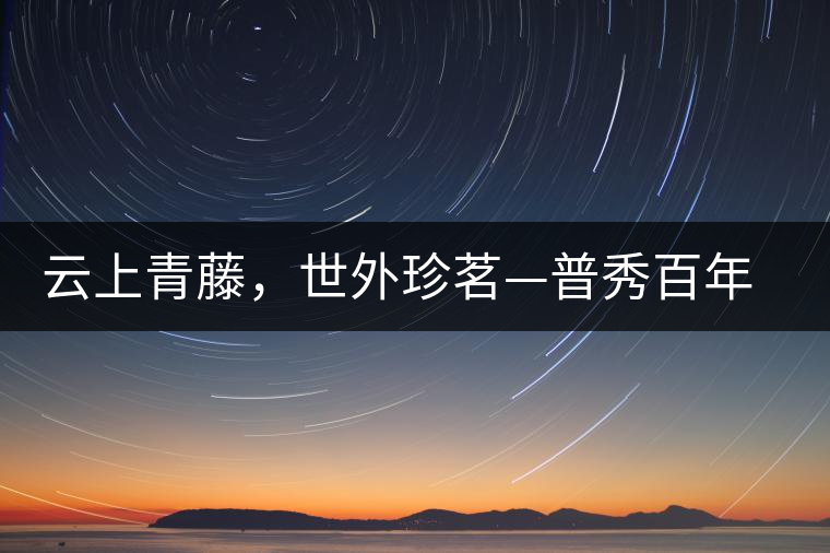 云上青藤，世外珍茗—普秀百年藤條茶即將上市