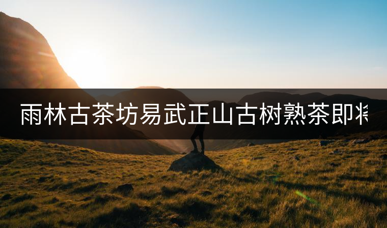 雨林古茶坊易武正山古樹熟茶即將上市！