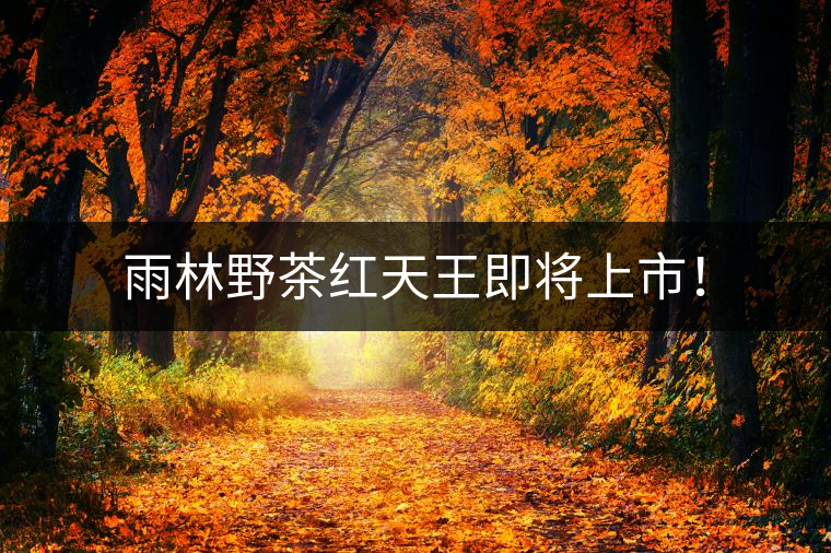 雨林野茶紅天王即將上市！