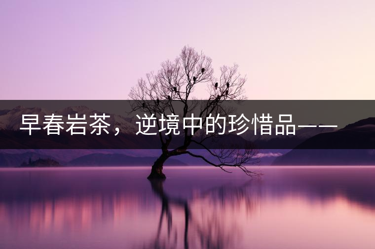 早春巖茶，逆境中的珍惜品——“邦東古樹茶”隆重上市