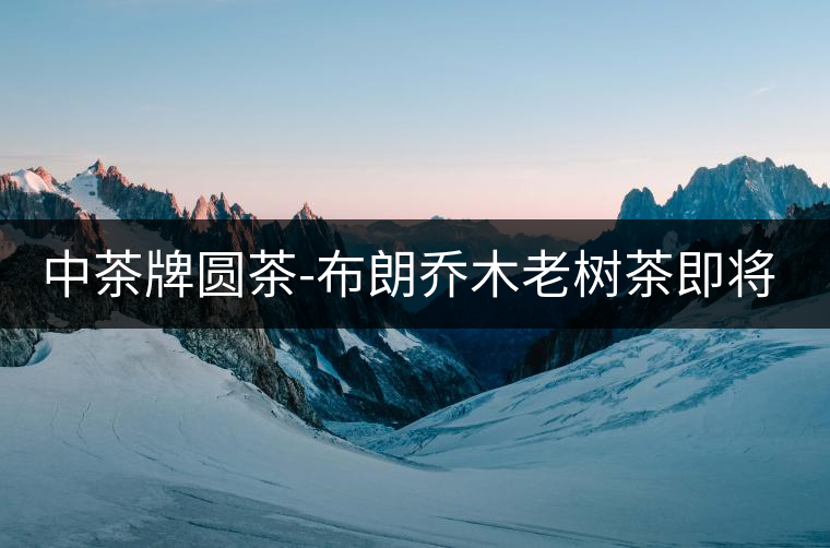 中茶牌圓茶-布朗喬木老樹茶即將上市
