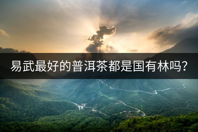 易武最好的普洱茶都是國有林嗎？