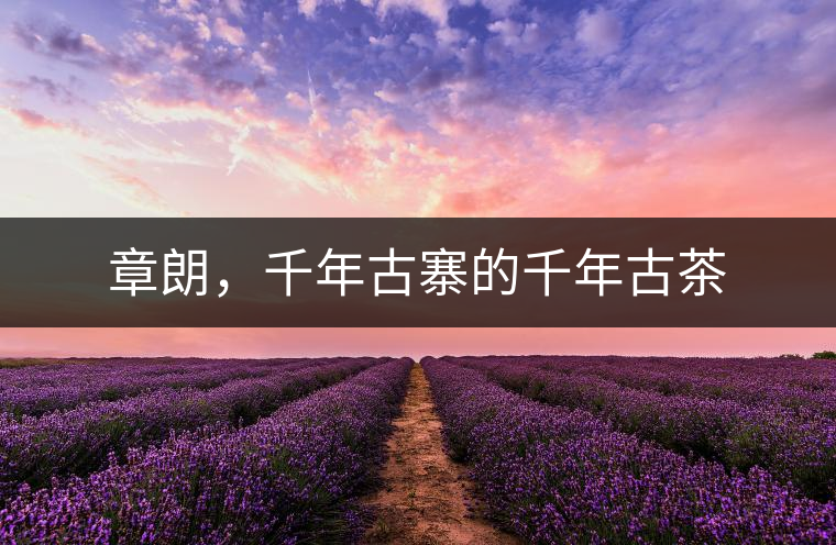 章朗，千年古寨的千年古茶