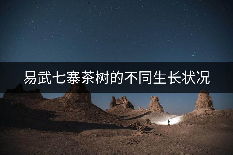 易武七寨茶樹的不同生長狀況 易武七寨茶樹的不同生長狀況