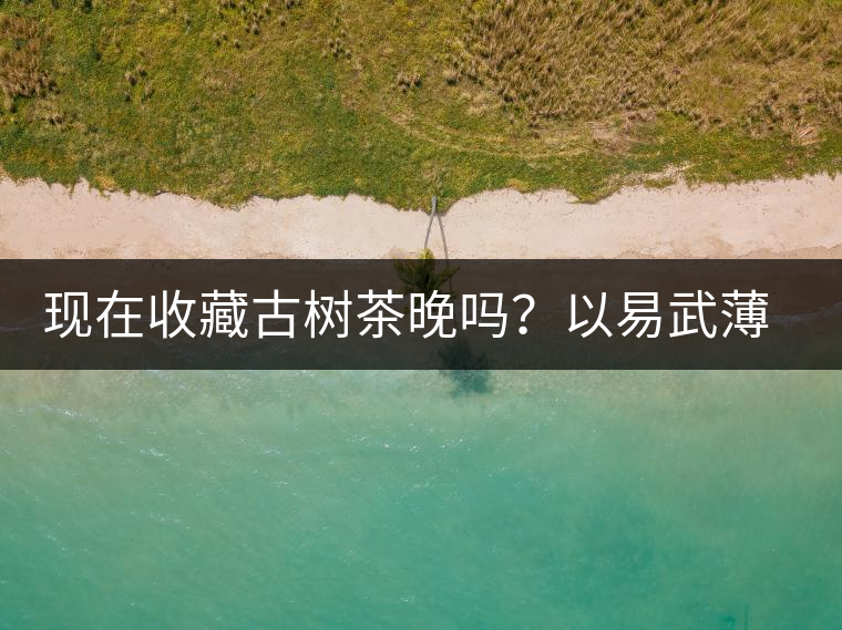 現(xiàn)在收藏古樹茶晚嗎？以易武薄荷塘古樹茶為例